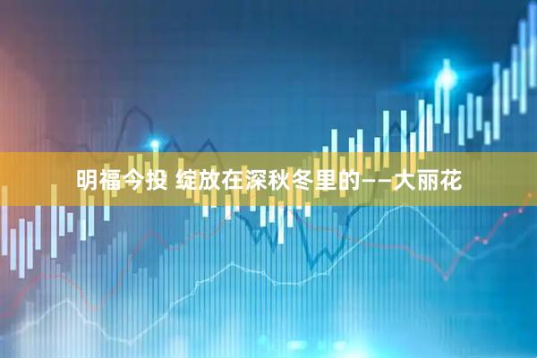 明福今投 绽放在深秋冬里的——大丽花